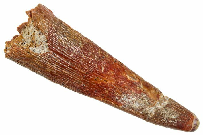 Fossil Pterosaur (Siroccopteryx) Tooth - Morocco #259807